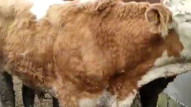 Австралийские Симменталы