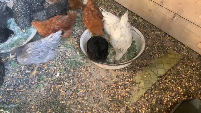 Цыплята Доминант кормление смотреть онлайн