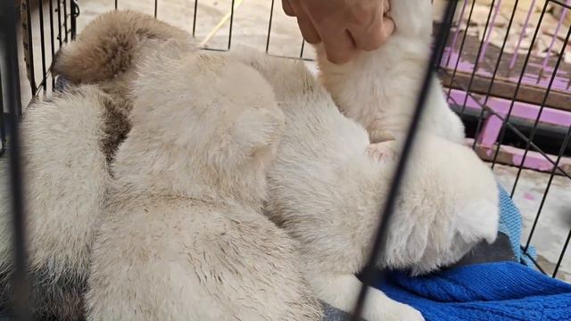 4 Little Puppies Abandoned By Their Owner In The Pouring Rain, Soaking Wet смотреть онлайн