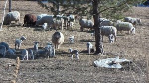 Маленькие барашки и их мамаши. Все стадо разродилось...