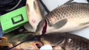 Рыбалка озеро Балхаш часть 4. Змееголов,сом.