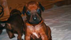 ТОП 7 ЛУЧШИХ СОБАК–ОХОТНИКОВ // MegaShow TV