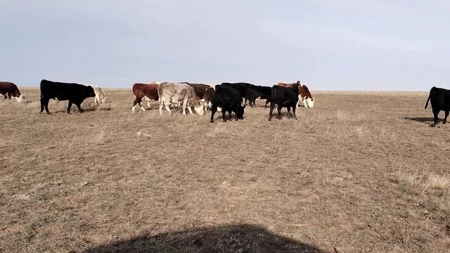 Пасём скот,разговариваем.