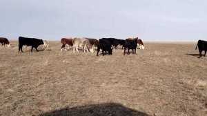 Пасём скот,разговариваем.
