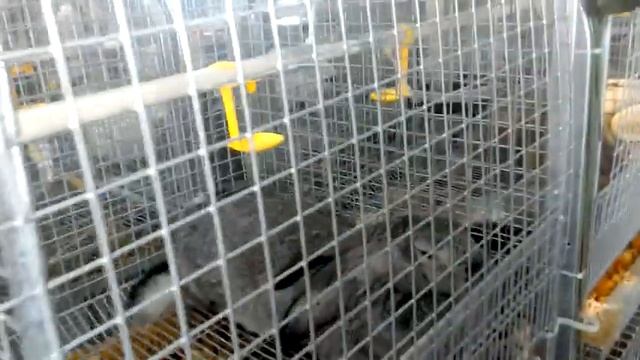 Кубанская Ярмарка 2017 смотреть онлайн