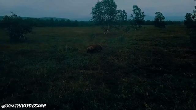 Видео охота на медведя, съемка с коптера! Камчатка, Налычкво!