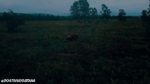 Видео охота на медведя, съемка с коптера! Камчатка, Налычкво!