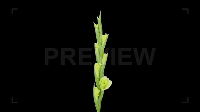 Green Gladiolus Flower Opening Stock Video смотреть онлайн