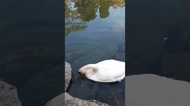 the swan eats bread / лебедь ест хлеб