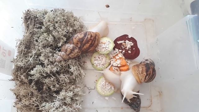Улитки АХАТИНЫ/ у нас РЕБЕНОК/кормления улиток/ как купать АХАТИН смотреть онлайн