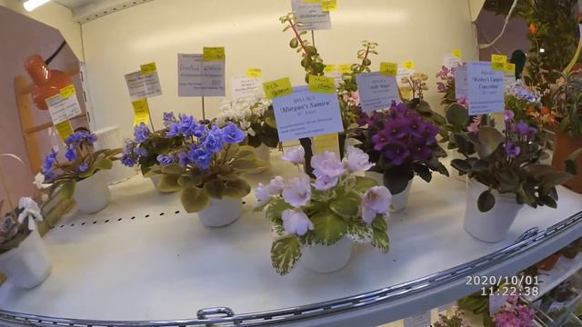 Дом Фиалки. Выставка. Обзор 1. "Миниатюры" смотреть онлайн