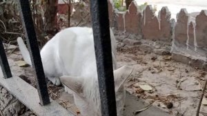 White cat misses her mother and says I'm hungry