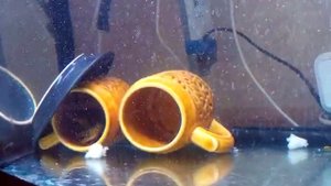 Раки в аквариуме