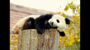 Федя (У меня беда со слухом  ) музыка Бориса Савельева стихи Михаила Танича