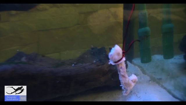 Что Будет Если Засунуть Руку в Аквариум с Пираньями. Put his hand in the aquarium with piranhas. смотреть онлайн
