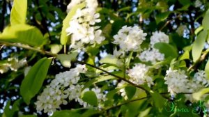 Ангельский голос Анны Герман, "Белая черёмуха"