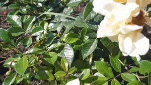 Летняя обрезка почвопокровной розы