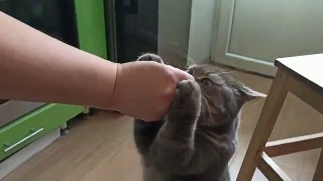 Кошка и оливки