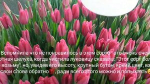 Выгонка тюльпанов к 8 марта 17.02.22 Обзор сорта Largo (Ларго) и Fitst Life (Ферст Лайф)