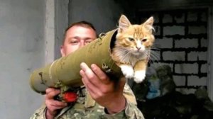 Я РЖАЛ ЦЕЛЫЙ ЧАС?ПОДБОРКА СМЕШНЫХ КОТОВ И СОБАК ДЛЯ ХОРОШЕГО НАСТРОЕНИЯ? #9