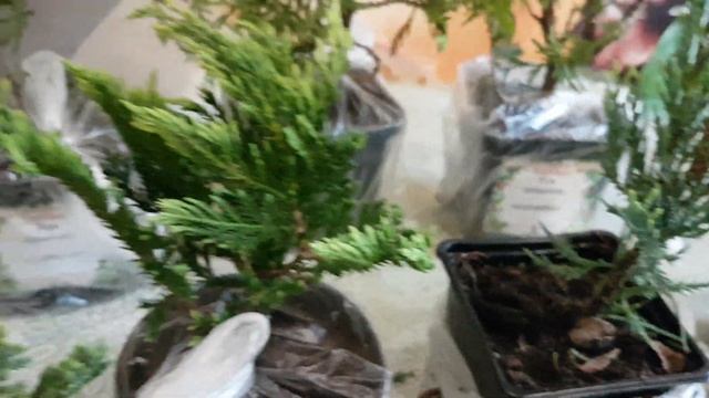 Обзор посылки с саженцами из ОПТ-ХОЗ ???Весна 2022г. смотреть онлайн