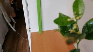 Танжерин Надоркотт.
