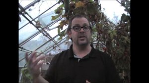 Jim's Allotment - Plot 9 - October Tour Part 3 - Insects, Oca, Pumpkins & Beans