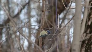 Canon 650d тестовая съемка птиц. Canon 650d video test