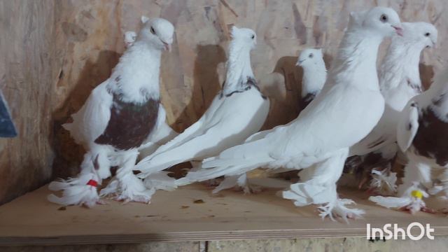 Андижанские голуби, кызыл тоши. смотреть онлайн