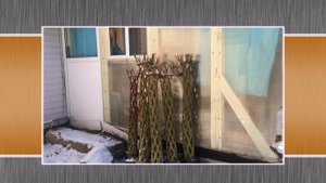 ПАВИВА Как сохранить живые плетёные деревья из ивы до весны.