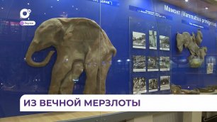 Якутский музей мамонтов рассказывает о доисторических животных и особенностях их образа жизни