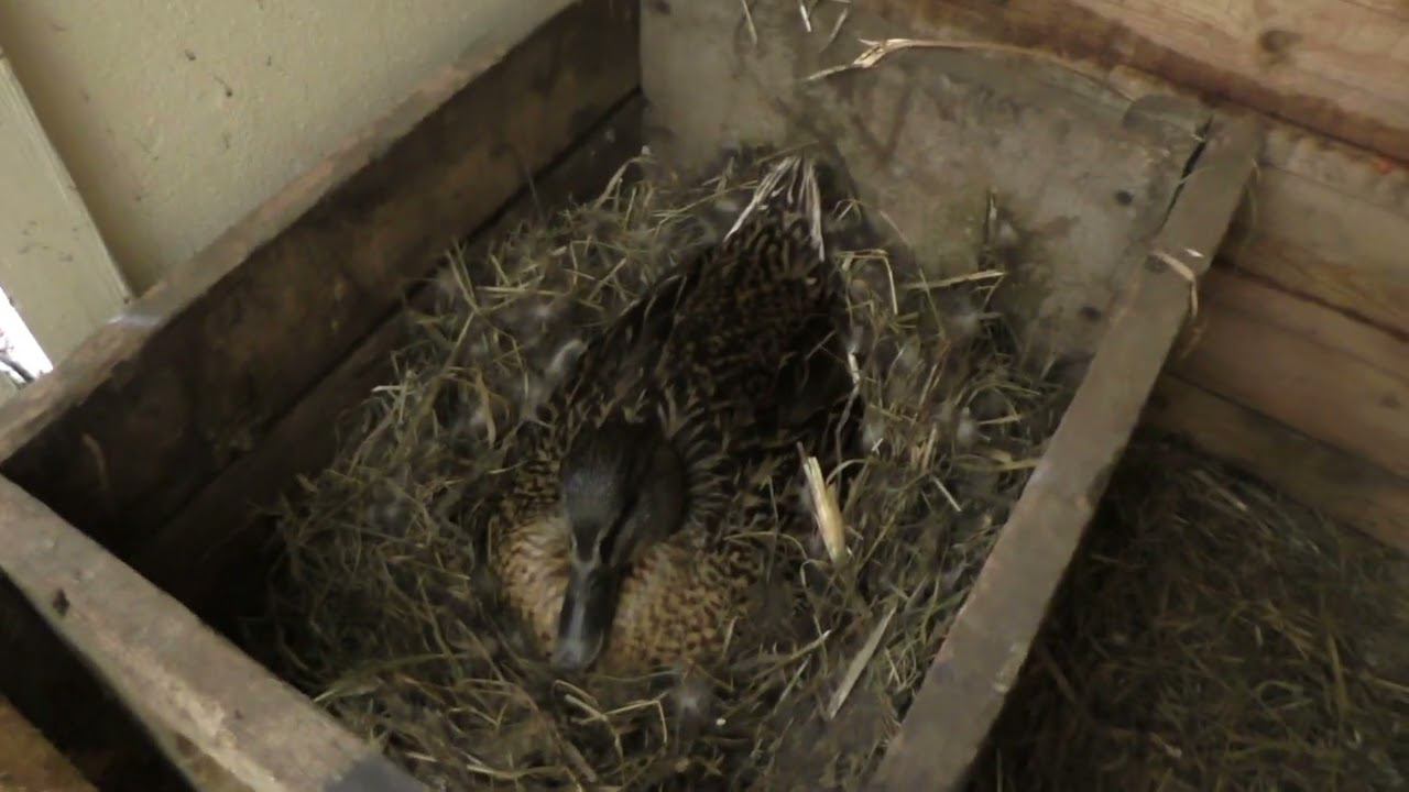 Подсадные утки. Ждем потомство.08.05.24 смотреть онлайн