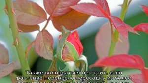 Почему у розы краснеют листья