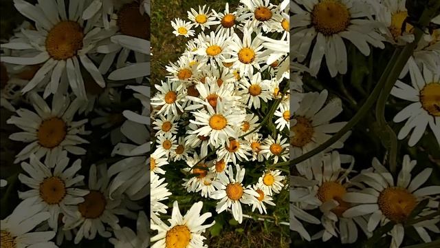 Природа!...как...медитация...#природа#релакс#медитация#цветы#ромашки#бабочка смотреть онлайн