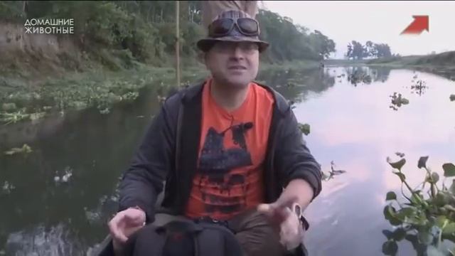 анонсы и заставка на канале Домашние животные (8.07.2021) смотреть онлайн