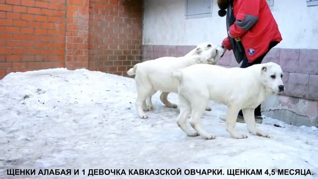 Питомник Кавказских овчарок и Алабаев - среднеазиатской овчарок. www.r-risk.ru +79262205603 смотреть онлайн