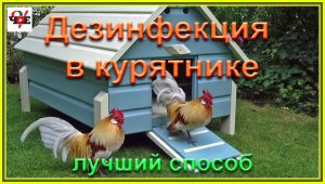 Дезинфекция в курятнике - лучший способ.mp4