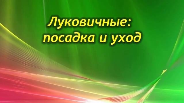 Секреты выгонки цветов.  Выгонка луковичных цветов к праздникам.