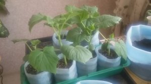 Огурчики для раннего потребления сорта Зозуля. Условия выращивания.Часть первая.