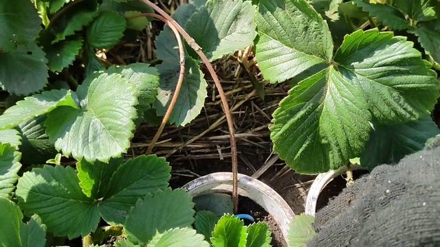 Осенняя ПОСАДКА клубники. Когда и как ПРАВИЛЬНО посадить клубнику. ПОШАГОВАЯ инструкция. смотреть онлайн