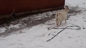 Корова ПЛОХО ест СЕНО/Вывела всех на прогулку Коровы не принимают КОЗУ!