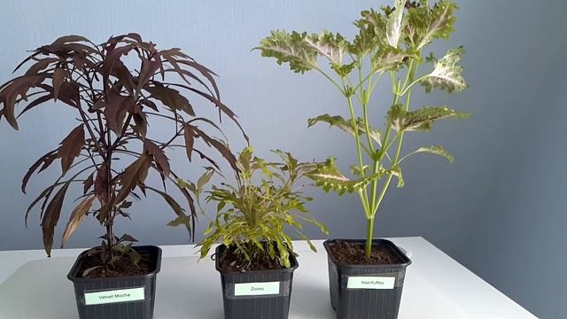 Декабрь 2021. Радости и печали цветочницы смотреть онлайн