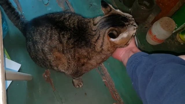 ЛОВЛЮ ТАРАКАНОВ В КВАРТИРЕ. УЛОВ В РАЗНЫЕ ДНИ смотреть онлайн