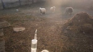 Я уколов не боюсь! -  Противопаразитарная профилактика овец и коз