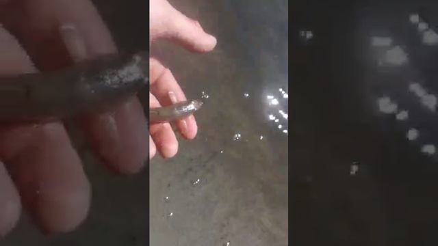 Сурский примудрый пескарь