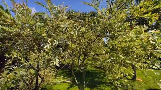 Идея для сада! Ива Хакуро Нишики 6 лет росла кустом - за 5 мин сделали из нее дерево на штамбе смотреть онлайн