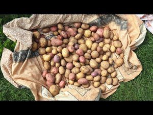 Секрет хранения картофеля до следующего лета без потери вкусовых качеств и гнили.