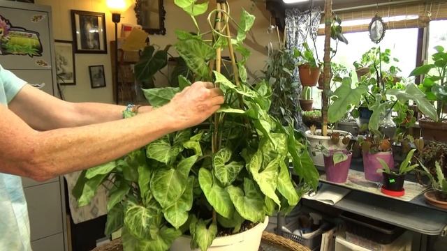Syngonium White Butterfly Adding A Trellis & Dinning Room Plant Tour