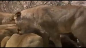 Львы на охоте Погоня за антилопой