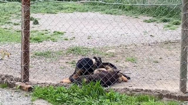 Немецкая овчарка 3 месяца Берта! Немецкая овчарка 4 месяца Лорд! Друзья на прогулке!
